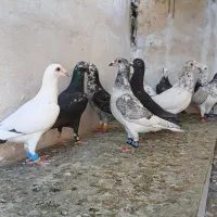 دسته کفتری گلی بزک