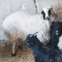 میش و بره