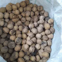 گردو پوست کاغذی (محصول چند ماه قبل)