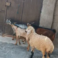چند عدد بره نر و ماده گیسه نری کهره آغوس نزار|حیوانات مزرعه|قشم, |دیوار