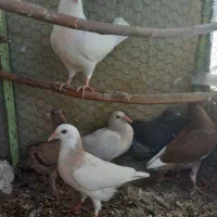 کفتر طوقی و نامور جوانه|پرنده|بهار, |دیوار