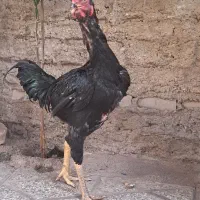 خروس لاری افغان|حیوانات مزرعه|گنبد کاووس, |دیوار