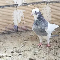کبوتر|پرنده|ابهر, |دیوار
