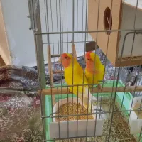 فروش طوطی برزیلی|پرنده|نهاوند, |دیوار