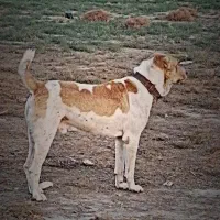 سگ افغان الابای جوون گله ای دهن پاک