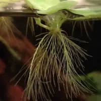 گیاه رو آبی و حلزون سیب