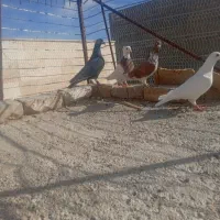 افشون|پرنده|اسفراین, |دیوار