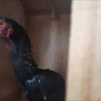 خروس و مرغ لاری اوشامو وارداتی المانی|حیوانات مزرعه|مینودشت, |دیوار