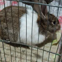 خرگوش در تاکستان|موش و خرگوش|تاکستان, |دیوار