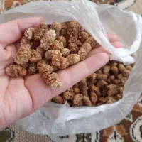 توت خشک تازه