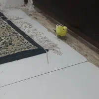 مرغ عشق ماده|پرنده|نهاوند, |دیوار