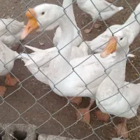 قوغاز چینی اصل|حیوانات مزرعه|علی‌آباد کتول, |دیوار