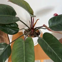 گیاه فیلندرون