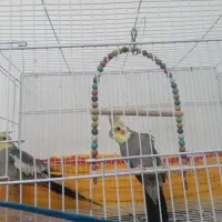 عروس هلندی|پرنده|کاشمر, |دیوار