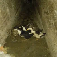 اردک محلی|حیوانات مزرعه|نگین شهر, |دیوار