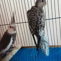 عروس هلندی به شرط