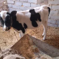 گوسالهنر|حیوانات مزرعه|زهک, |دیوار