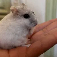 همستر کمپل وینتروایت جفت|موش و خرگوش|اصفهان, ناژوان|دیوار