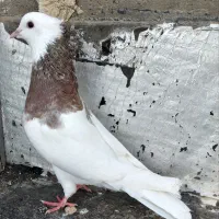 پرنده کبوتر چیل طوقی|پرنده|گنبد کاووس, |دیوار