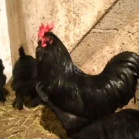 تخم مرغ نطفه دار مرندی