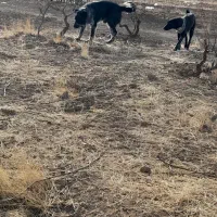 سگ قدریجونی