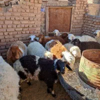 بره نر و ماده سفت چاق|حیوانات مزرعه|بیرجند, |دیوار