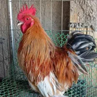 مرغ وخروس کوشین ومحلی 6عدد