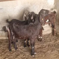 بز نجنی پاکستانی اصل