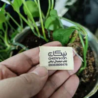 کارت ویزیت تراکت لیبل برچسب چاپ فنری منگنه|خدمات رایانه‌ای و موبایل|بجنورد, |دیوار