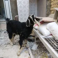 کهره ماده پاکستانی|حیوانات مزرعه|شیراز, کوشک بیدک|دیوار