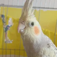 عروس هلندی 5ماهه با قفس گل باقالی