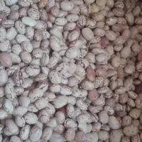 لوبیا چیتی و قرمز و تخمه کدو از مزرعه حذف واسطه|خوردنی و آشامیدنی|شیراز, آزادی|دیوار