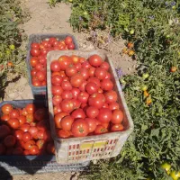 گوجه درجه یک بدون خرابی تحویل درب منزل