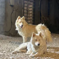 واگذاری یک جفت هاسکی مالاموت سفید