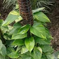 فروش انواع گل‌های آپارتمانی و لوکس