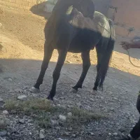 اسب مشکی اصل کرد|اسب و تجهیزات اسب‌سواری|تبریز, |دیوار