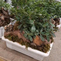 بنسای|گل و گیاه طبیعی|مشهد, نیروی هوایی|دیوار