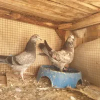 کفترمفلق پرشی آفتاب نخورده