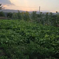 فروش زمین با کاربری باغ با سند تک برگ