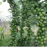 نهالستان دشت سبز|خدمات باغبانی و درختکاری|سنندج, |دیوار