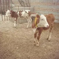 دو راس گوساله سیمینتال ماده