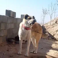 ماده خراسانی