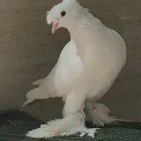 کبوتر راعبی پرپا شاخ دار