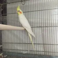 عروس هلندی نر