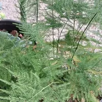 زیبا کده ی گل های طبیعی|حراج|نوشهر, |دیوار