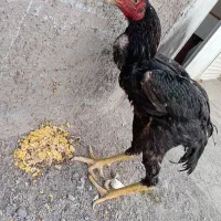 خروس لاری اوشامو