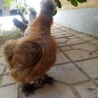 مرغ و خروس ابریشمی