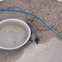خرگوش پشمالو ماده