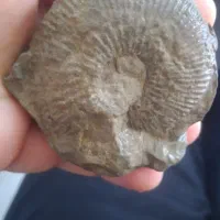 فسیل|جواهرات|قوچان, |دیوار