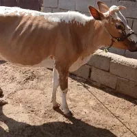 گاو جنس درجه یک|حیوانات مزرعه|مسجد سلیمان, |دیوار